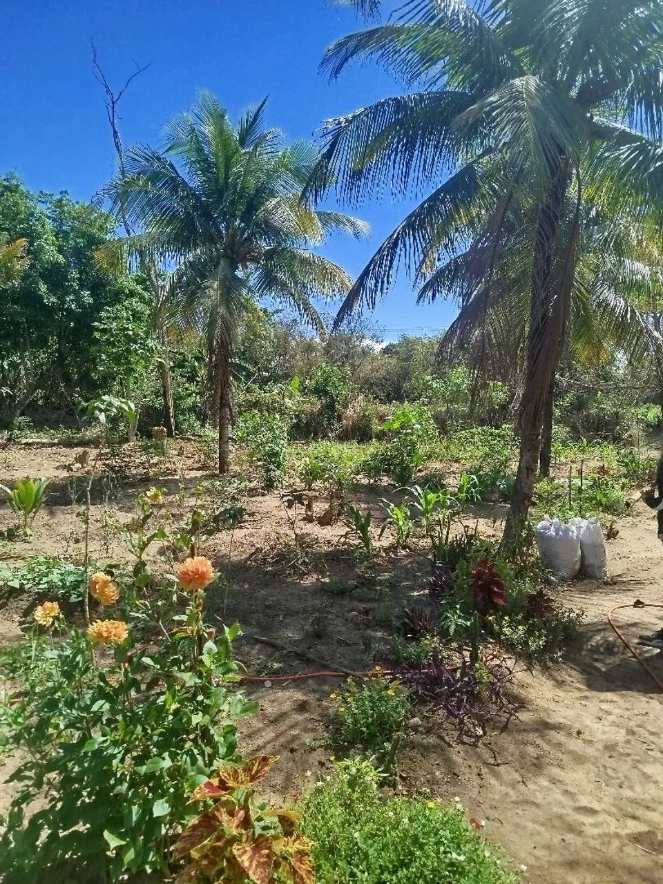 Sítio lagoinha - Nova Iguaçu - RJ - Foto 7