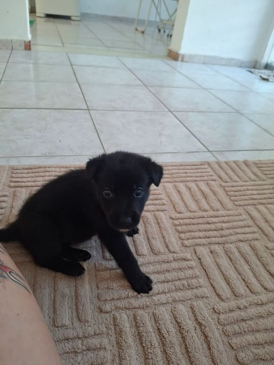 Cachorro (border com rotwailler) - Foto 2