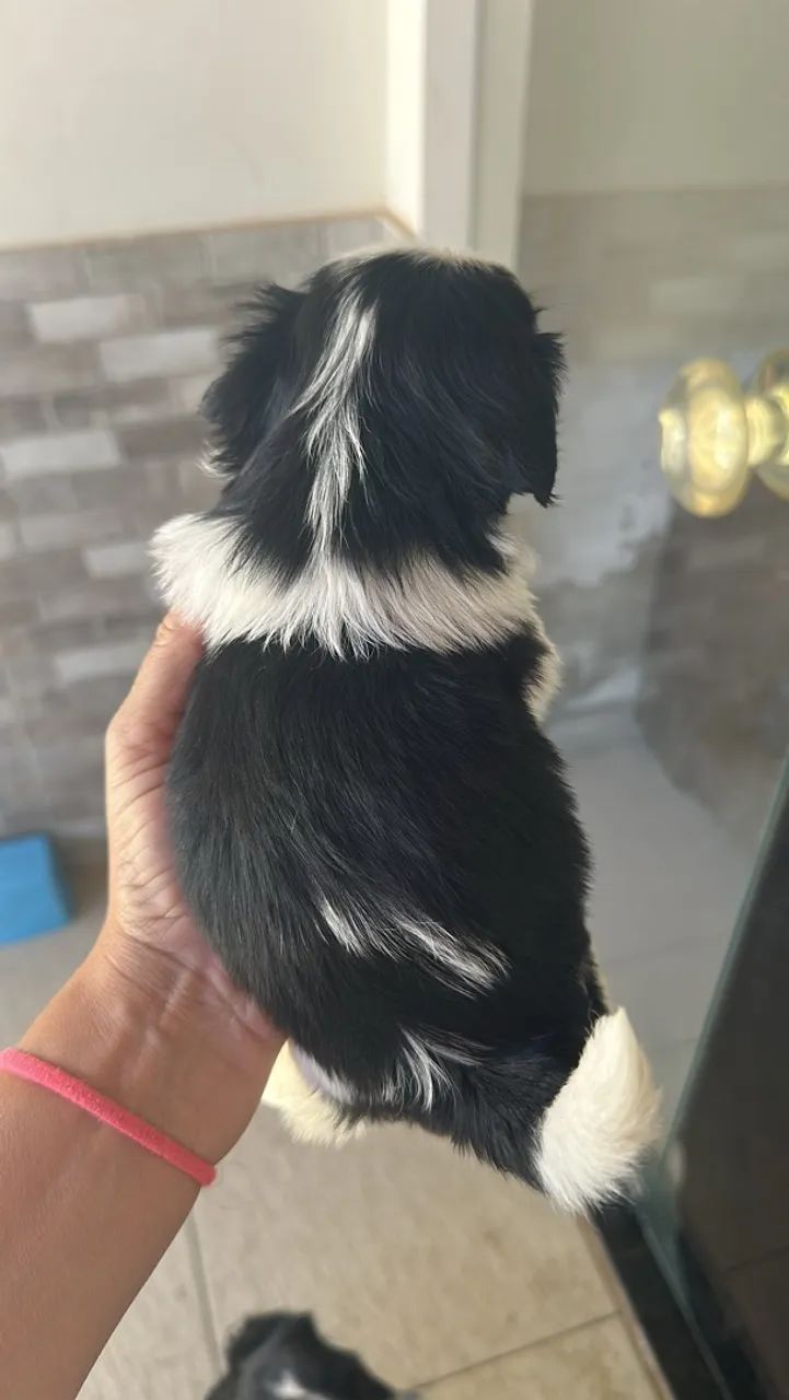 Cachorro  - Foto 2