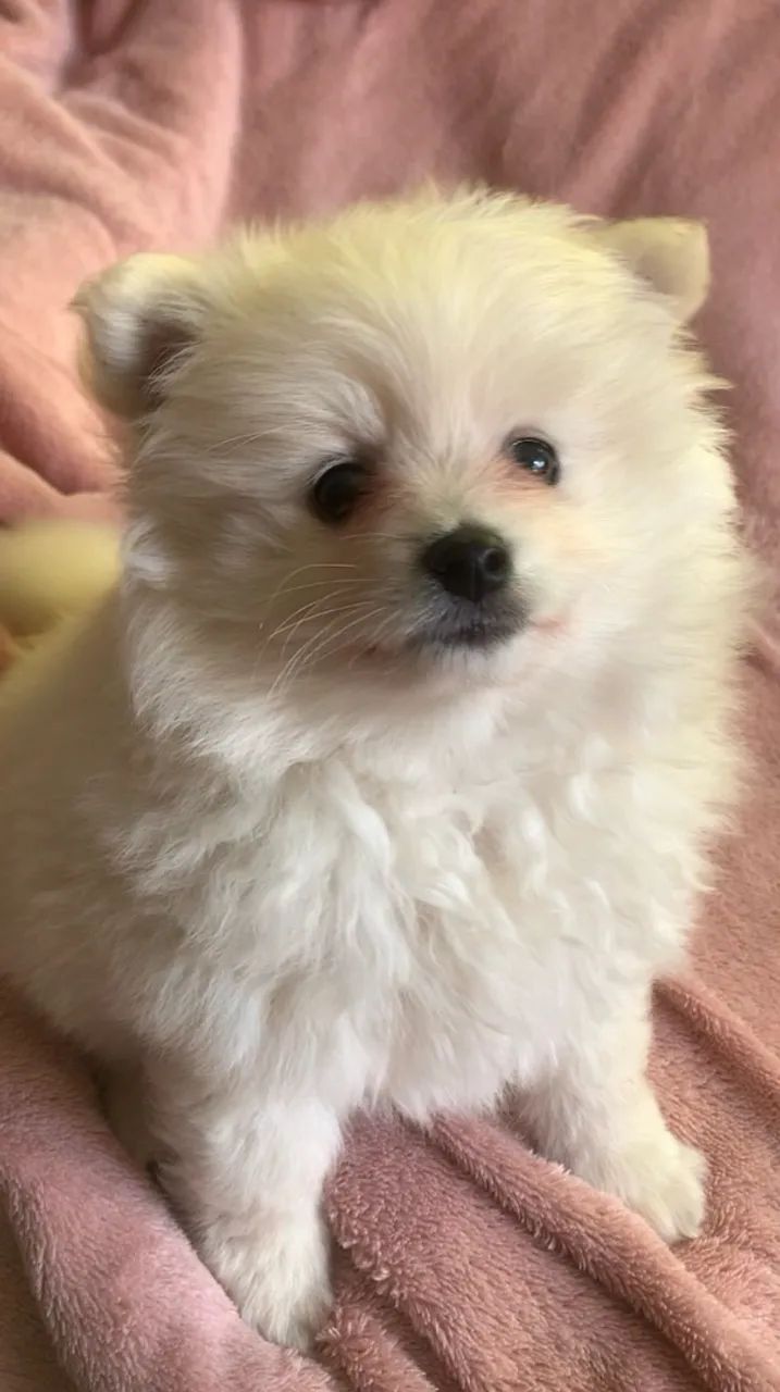 Spitz Alemão 