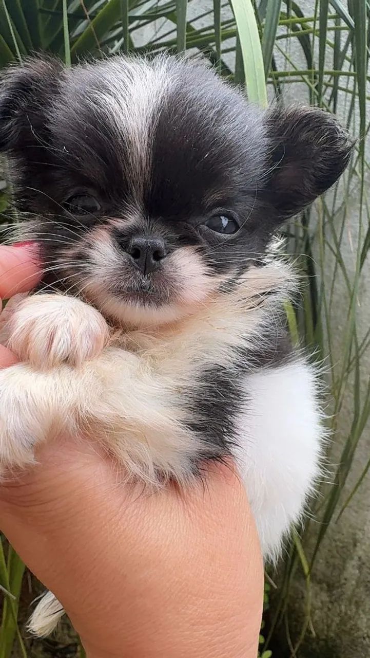 Chihuahua 