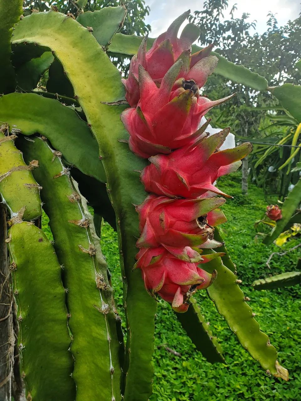 Mudas de pitaya variedades auto polenizavel 