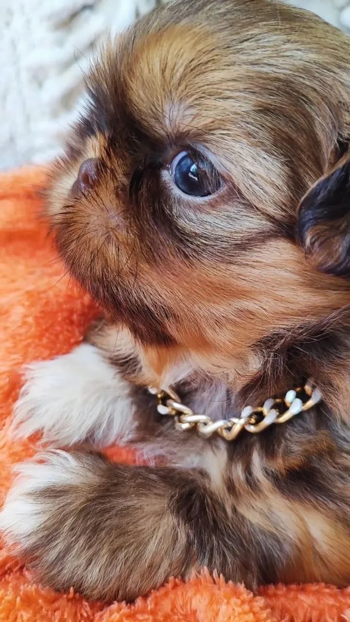 Shih Tzu mageli dogs ?