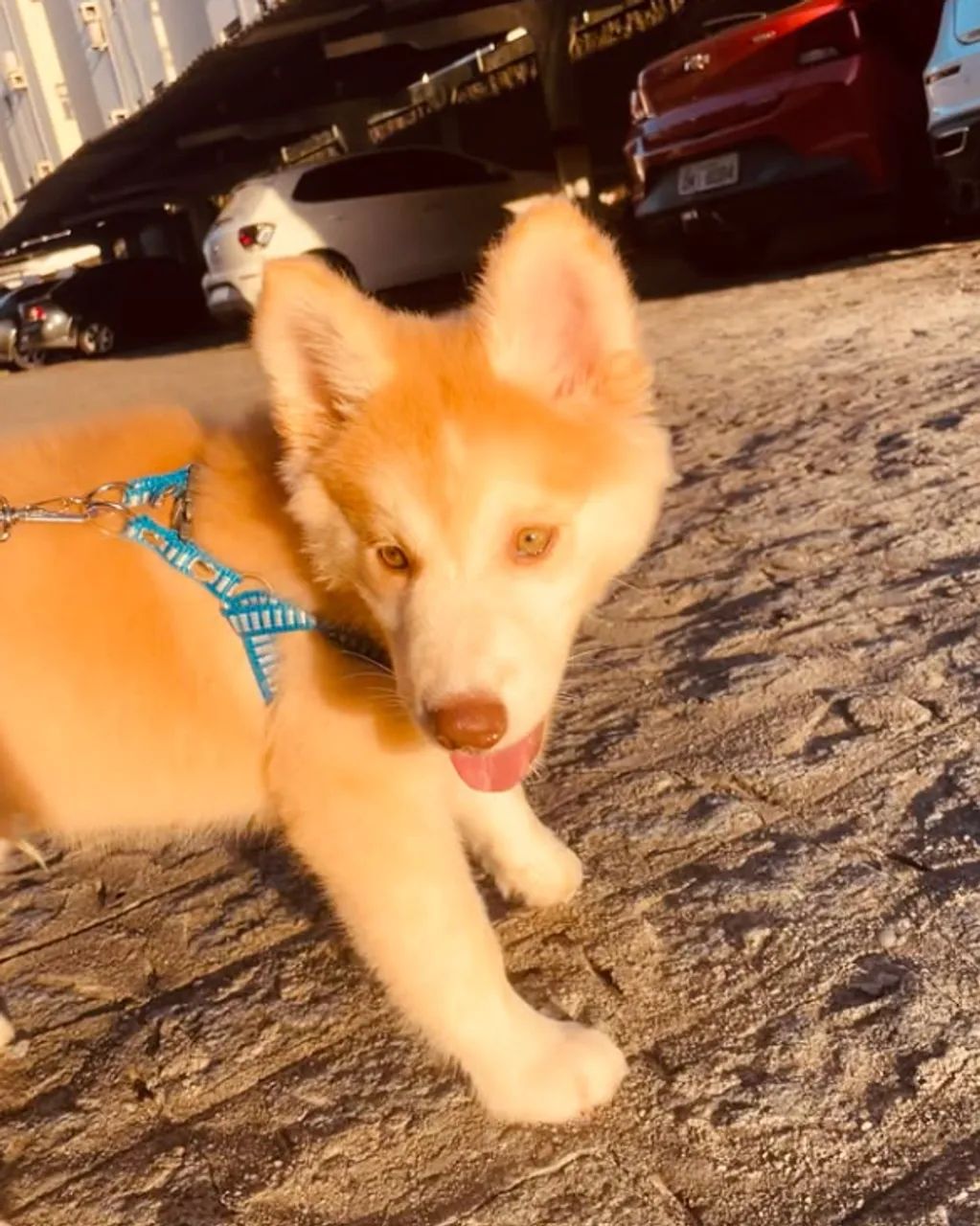 Husky siberiano- macho