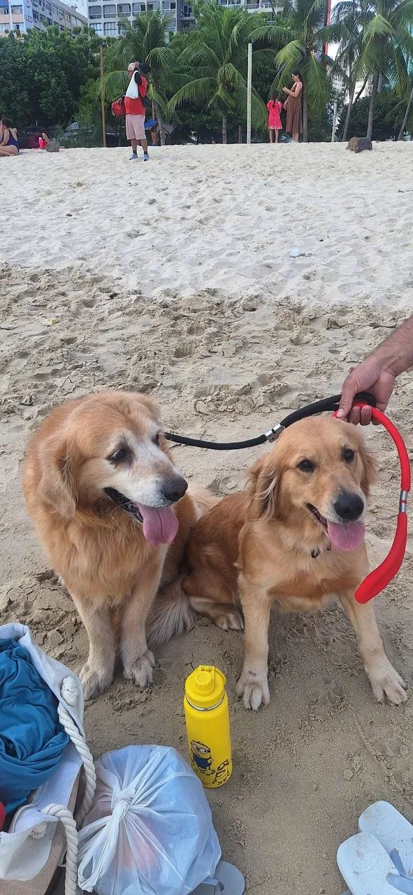 Golden Retriever - Foto 3
