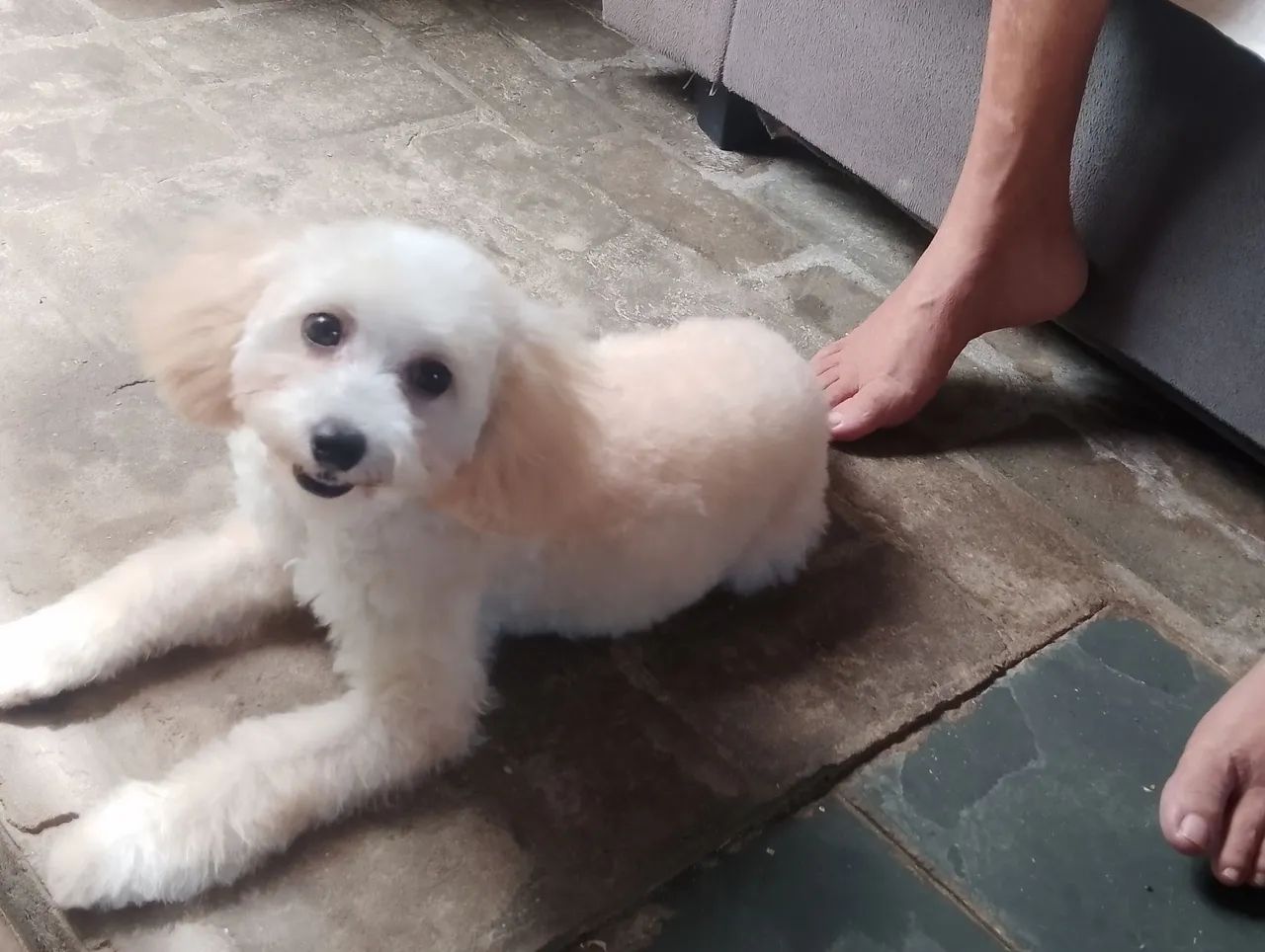 Cachorinha - Foto 2