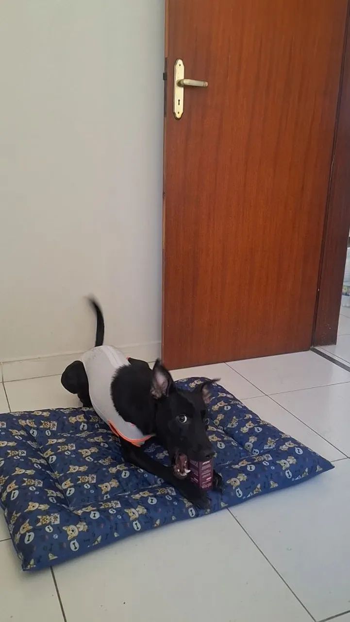Adoção responsável - Foto 2