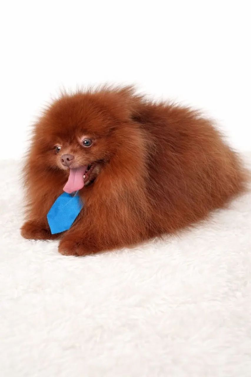 Spitz - Foto 5