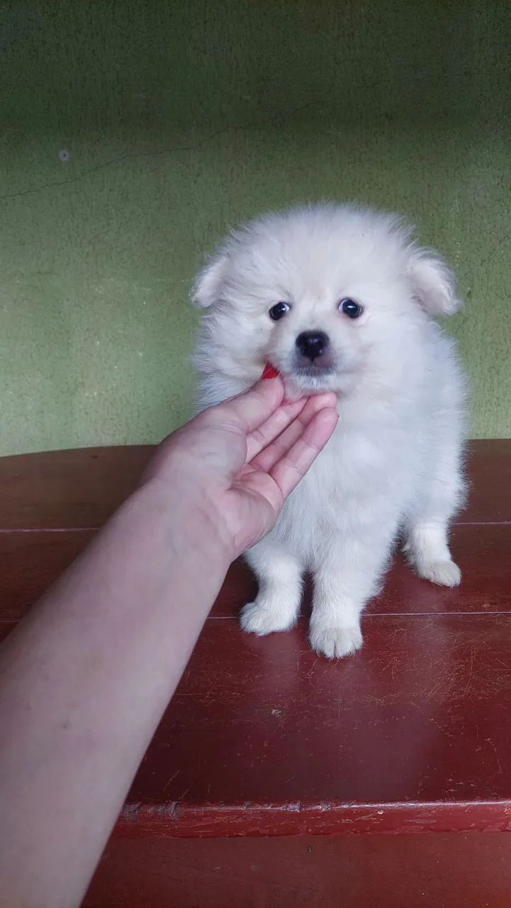 Spitz Alemão  - Foto 3