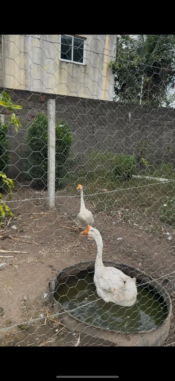 Vendo ganso sinaleiro chinês  - Foto 2