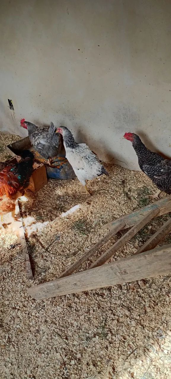 Lote de galinhas com galo polaco  - Foto 5