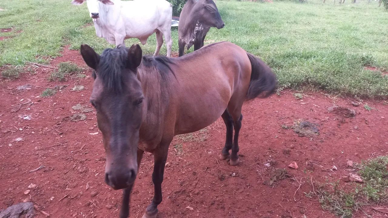 Cavalo domado 