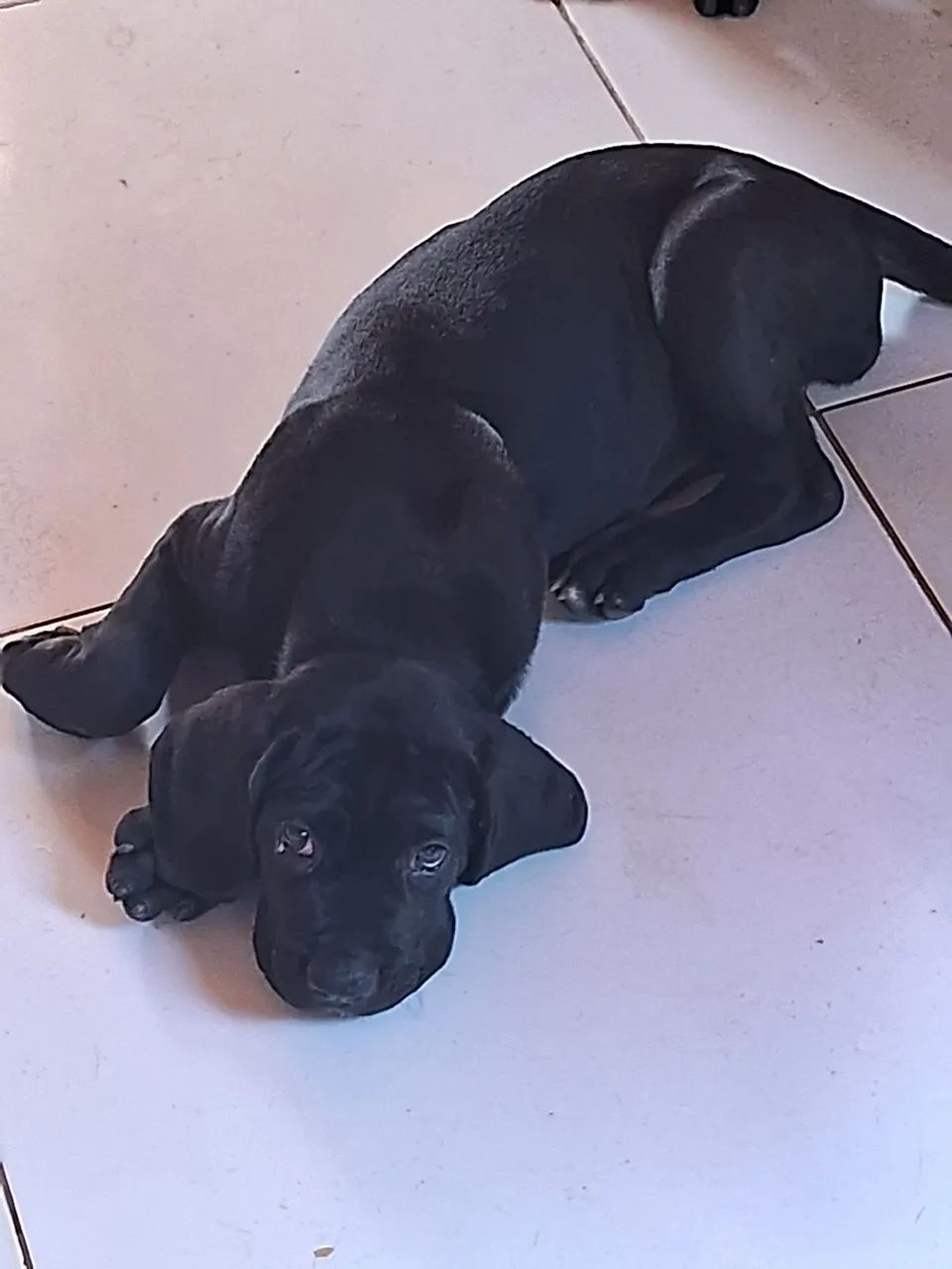 Cane corso italiano  - Foto 2
