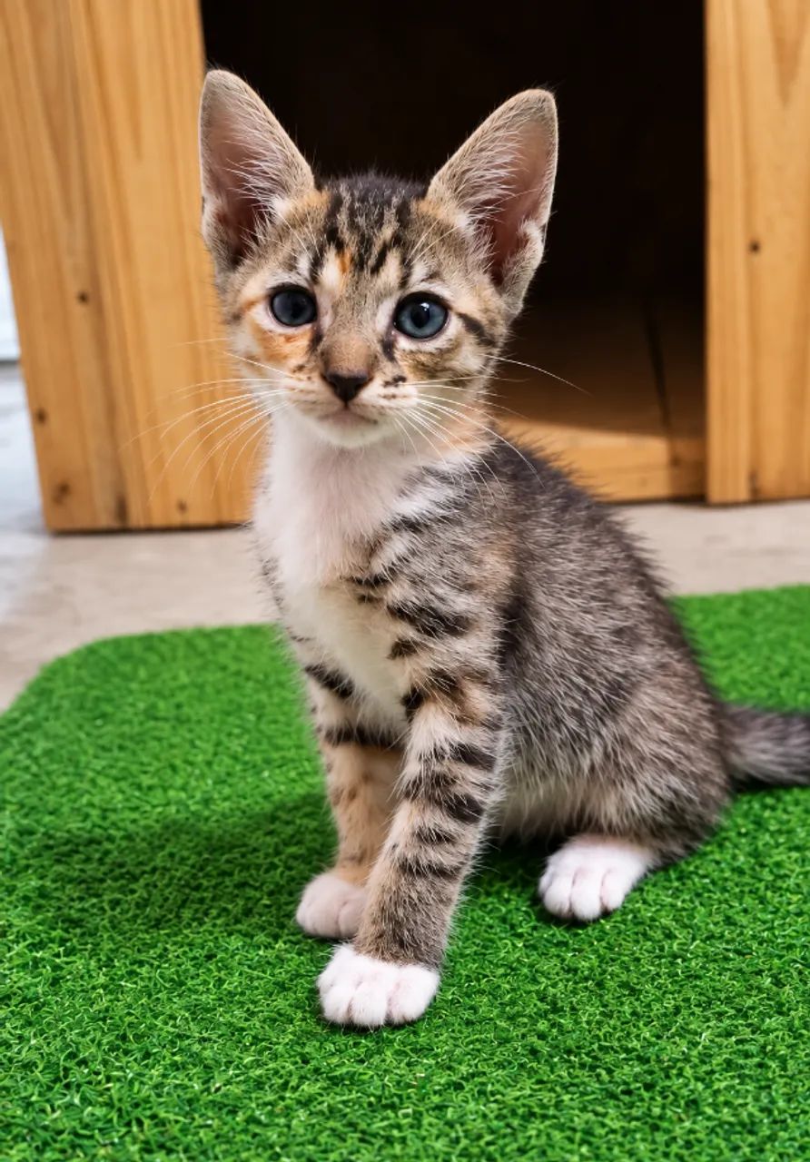 Gatinhas para doação  - Foto 3