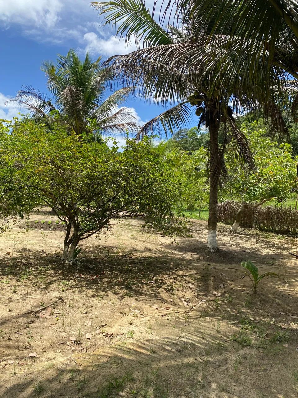 Propriedade Rural  - Foto 4