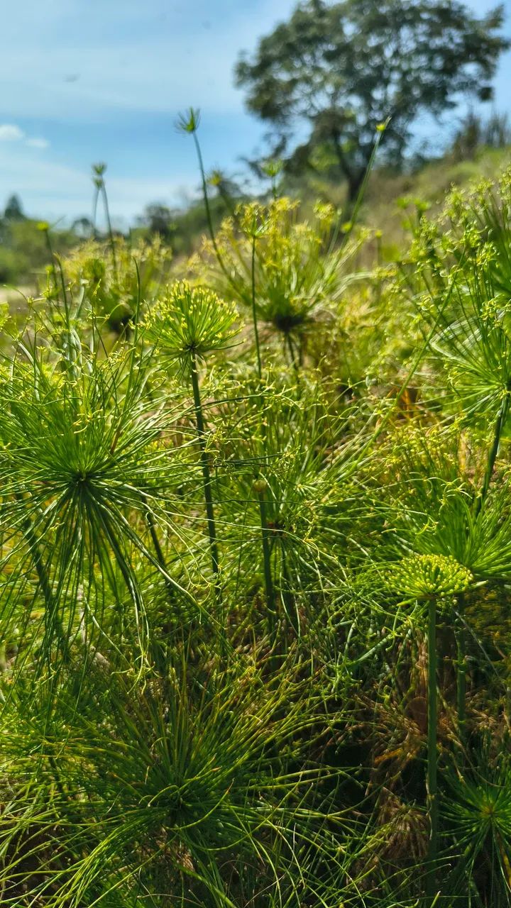 Mude de Papiro-Anão - Foto 2