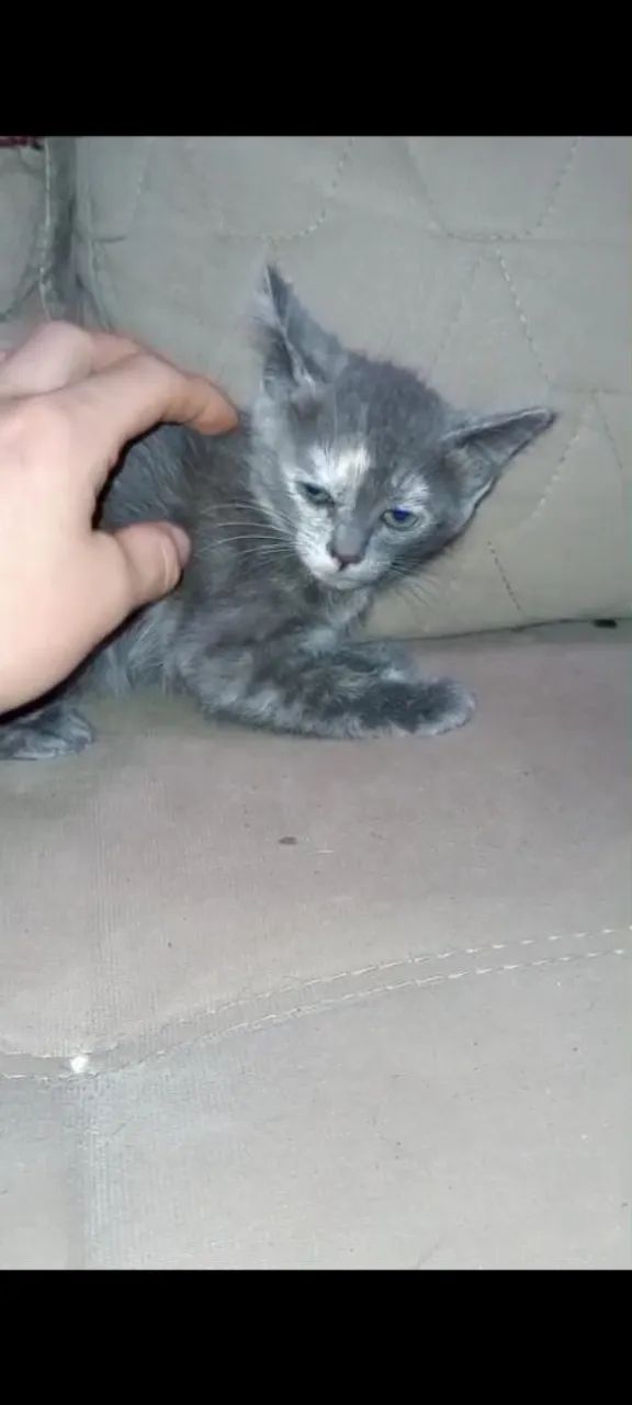 Doação de gato filhote  - Foto 2