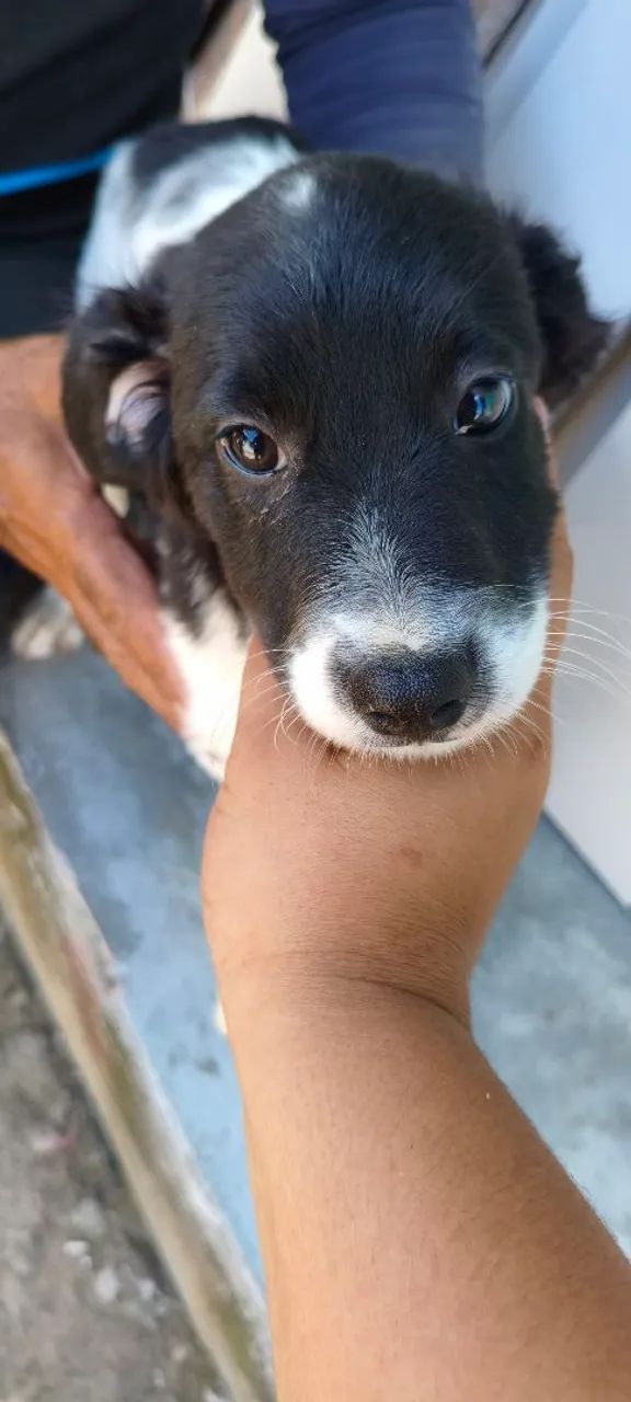 Filhote de cachorro para adoção ? - Foto 4