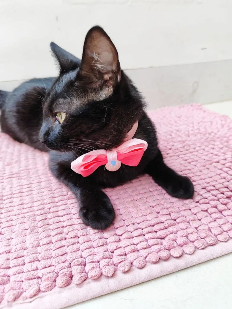 Gatinha Adoção  - Foto 3
