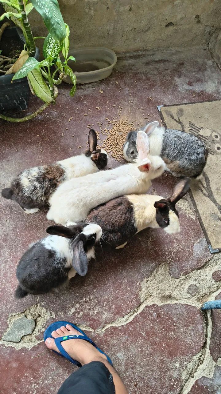 Coelhos - Foto 2