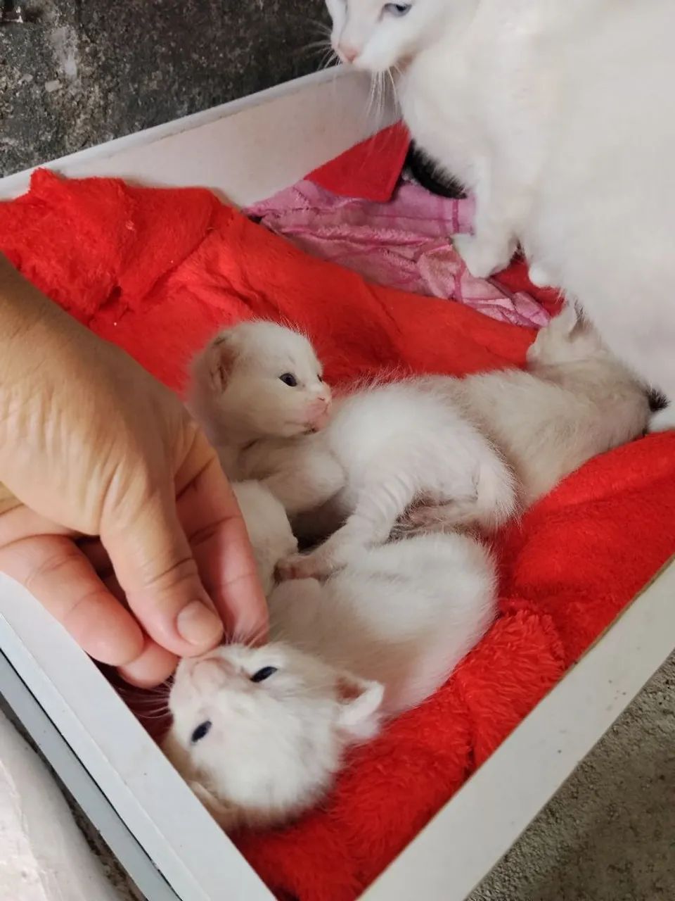 Gatinhos para doação  - Foto 5