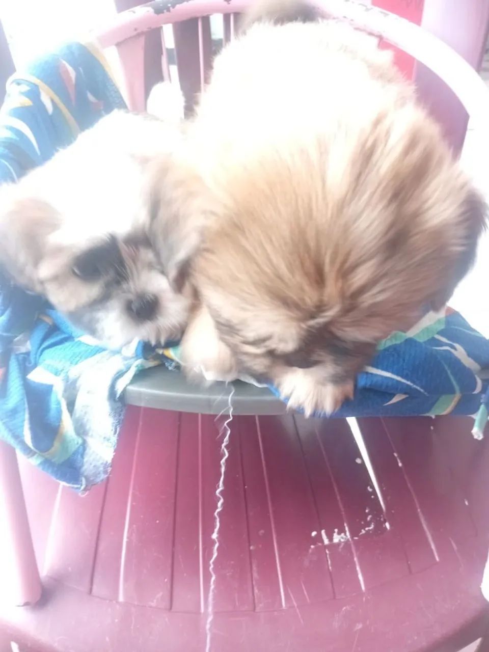 Cachorro shih Tzu - Foto 2