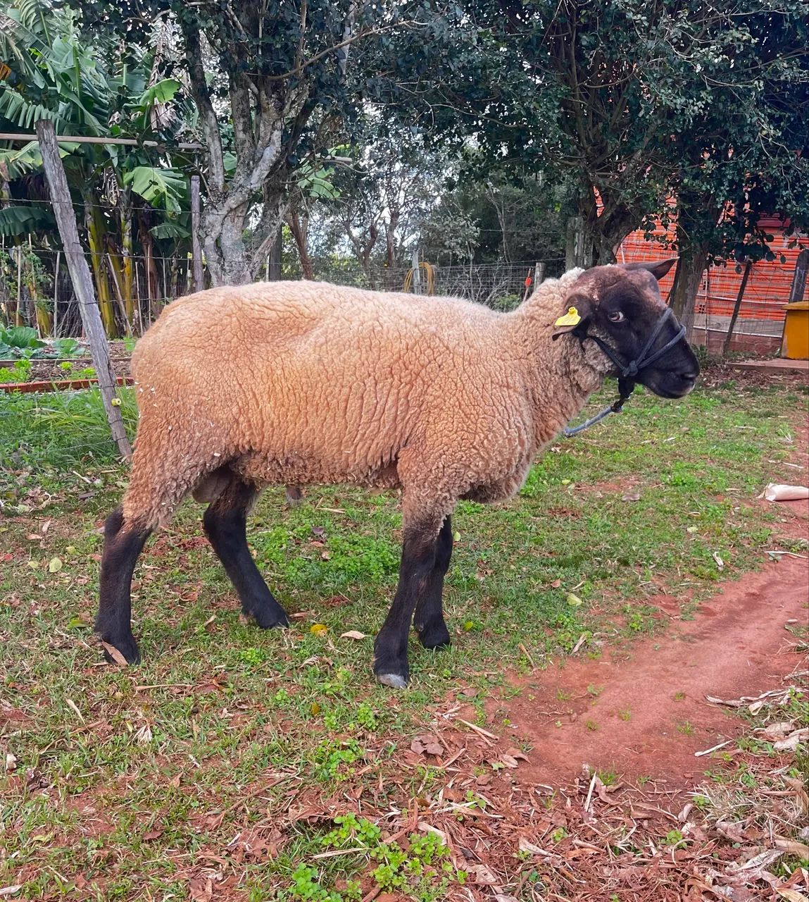 Carneiro 