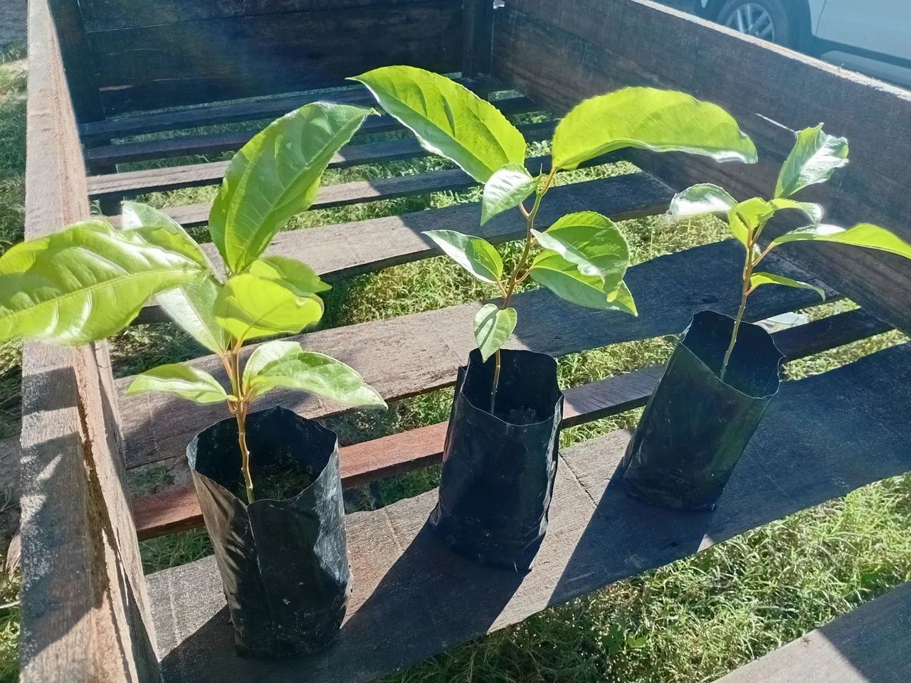 Mudas de Maracujá - Foto 2