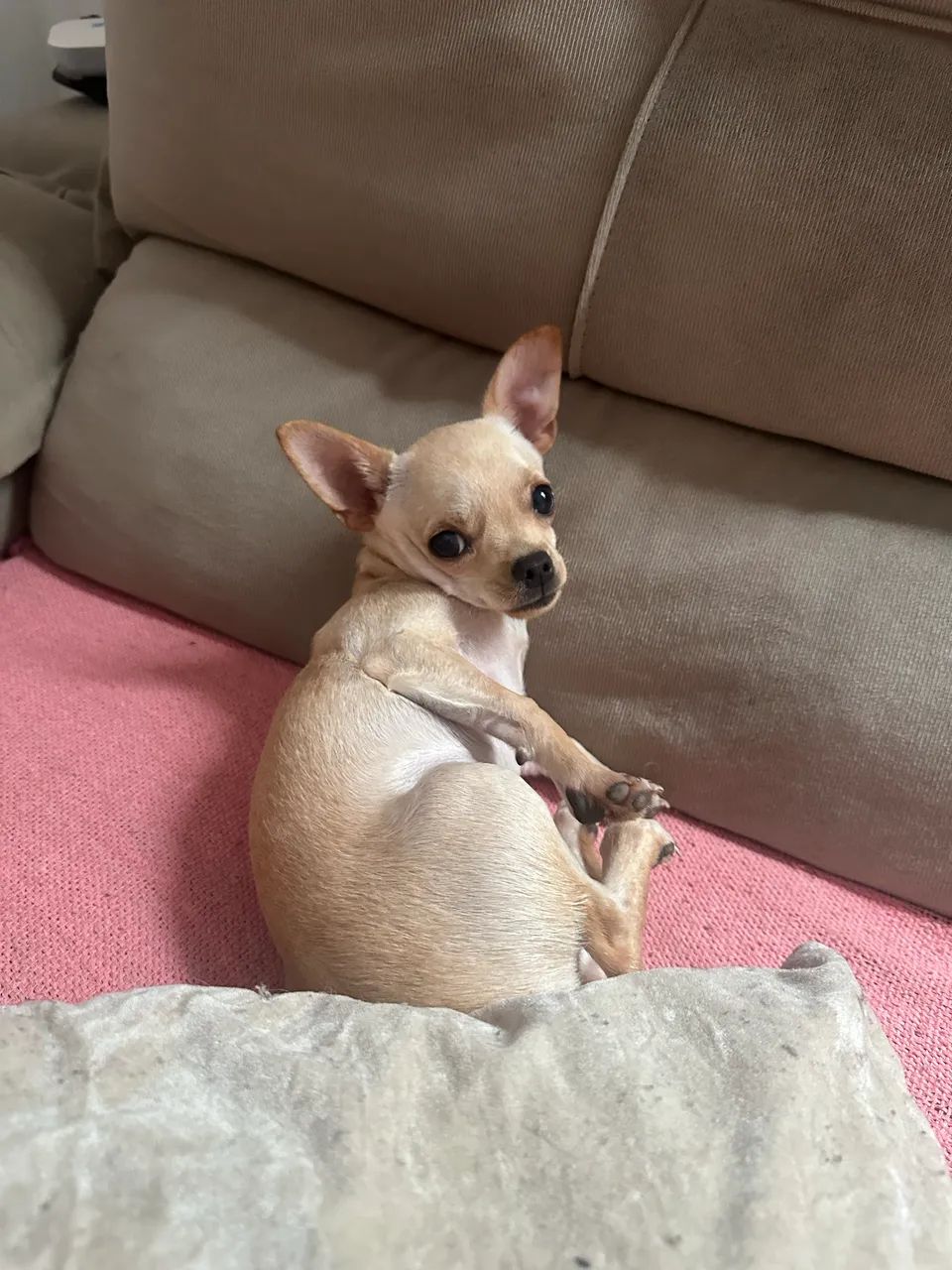Chihuahua Macho  - Foto 2