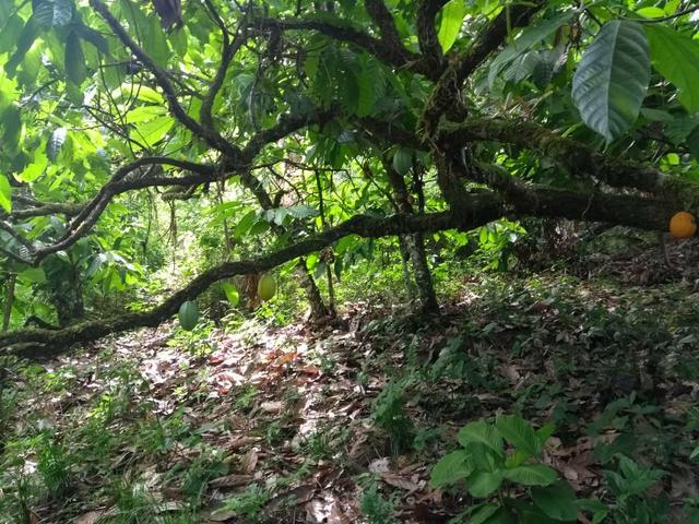 Fazenda - Foto 13