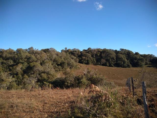 Belíssima área de campo para sitio de lazer com 30000 m² - Foto 5