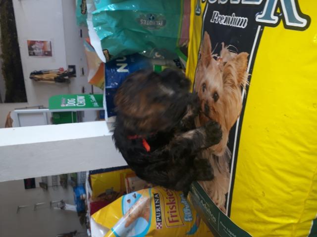 Vendo filhote de poodle - Foto 5