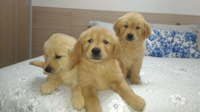 Lindos filhotes Golden Retrivier