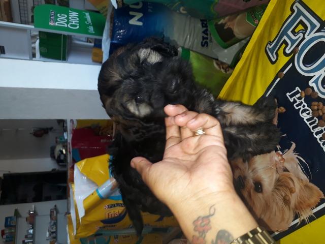 Vendo filhote de poodle