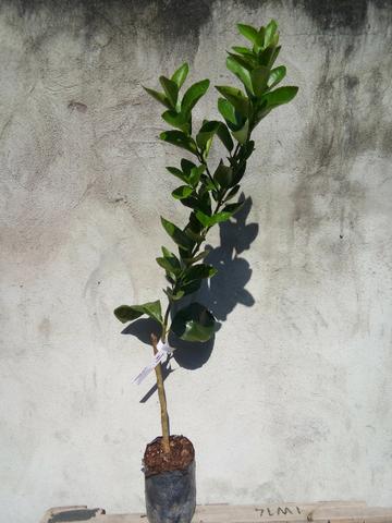 Mudas citricas - Foto 3