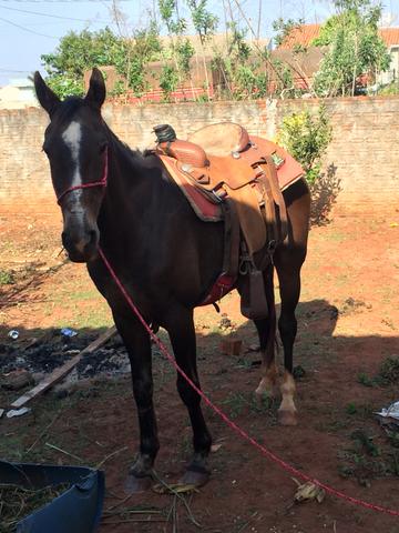 Cavalo meio sangue manga larga - Foto 5