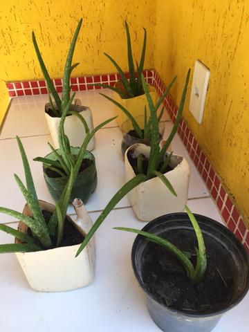 Babosa aloe vera (autêntica) - Foto 5