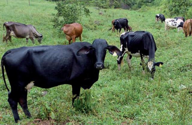 Vende-se vacas leiteiras