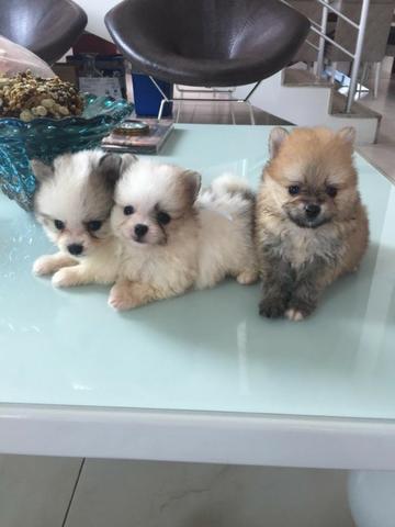 Super promoção !!!Filhotes Spitz Alemão - Foto 2