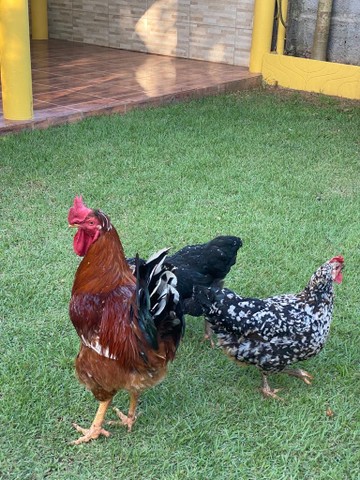 Ovos Férteis Galados Balão Sertanejo 