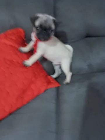 Vendo ese fihote de pug  100 por cento puro com pais no locall