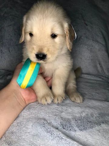 Golden Retriever bem fofinhos $$ - Cachorros e acessórios - Perdizes, São  Paulo 904740490