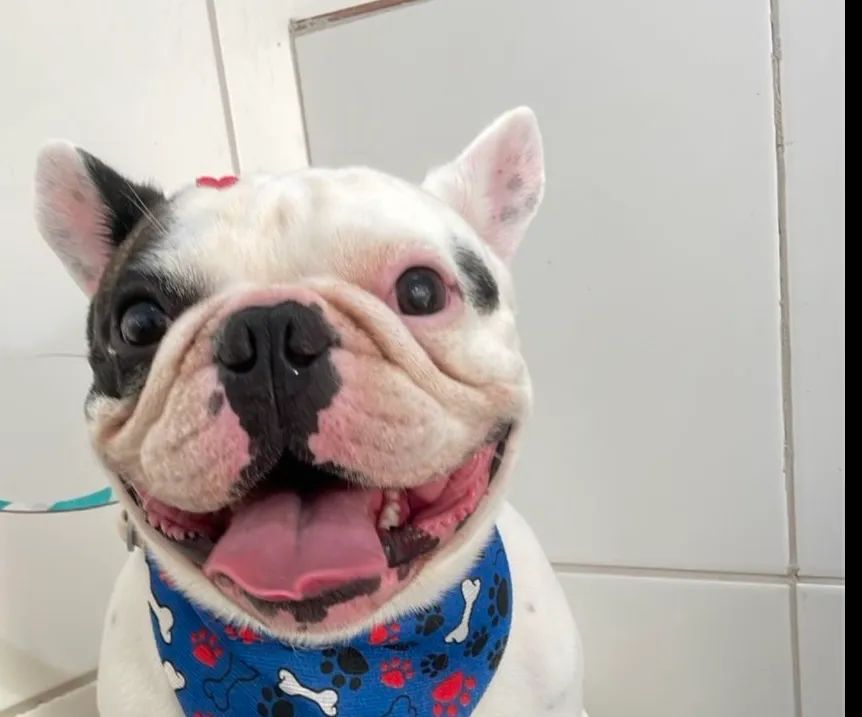 Buldogue francês  - Foto 2