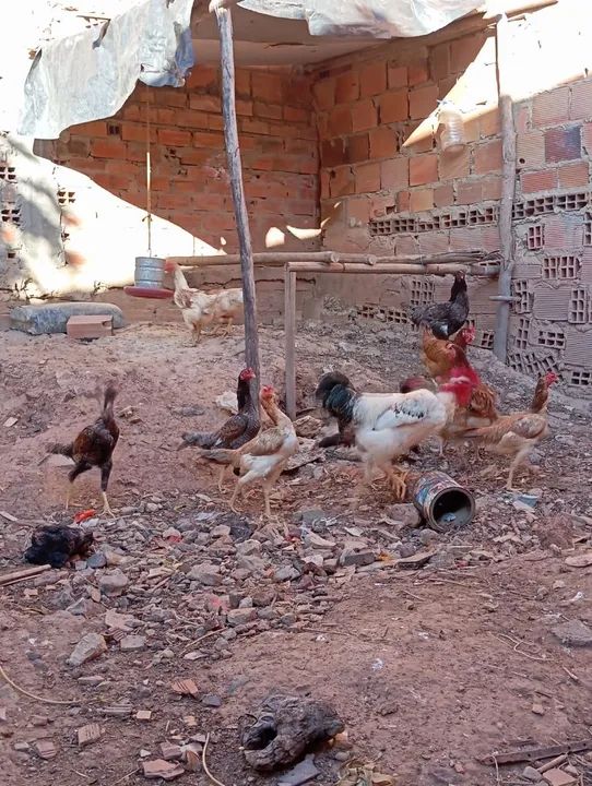 Galinhas caipiras - R$ 70,00 cada - Foto 3