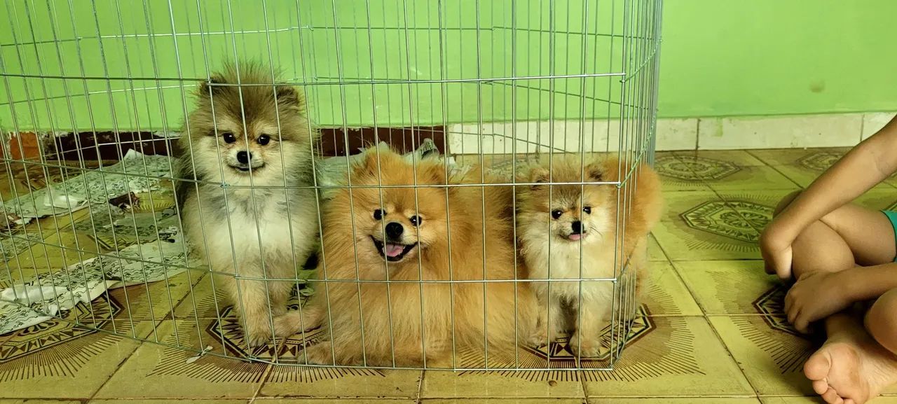 filhotes de Spitz Alemão