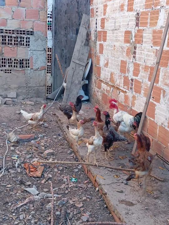 Galinhas caipiras - R$ 70,00 cada