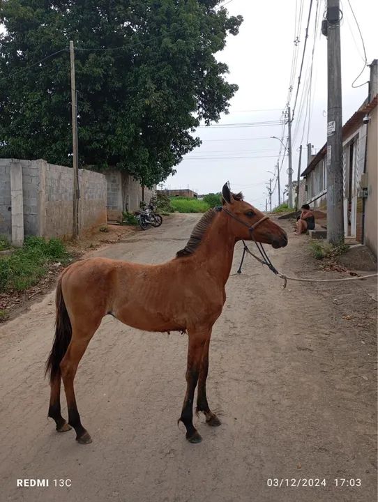 Potro Mangalarga Marchador - Foto 4