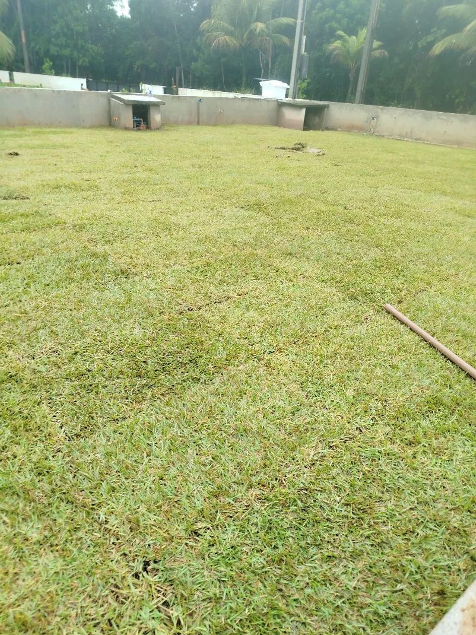 Grama de qualidade para o seu jardim. - Foto 2