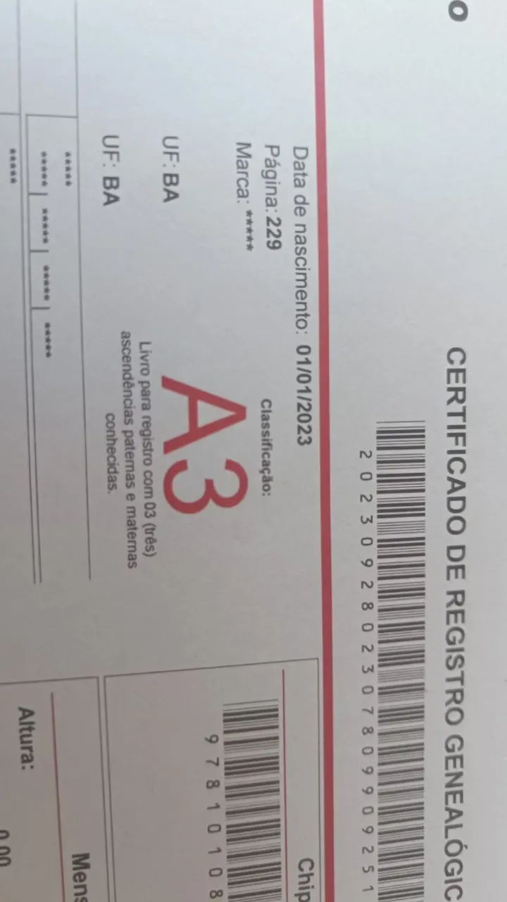 Cavalo Mangalarga Machador  - Foto 3