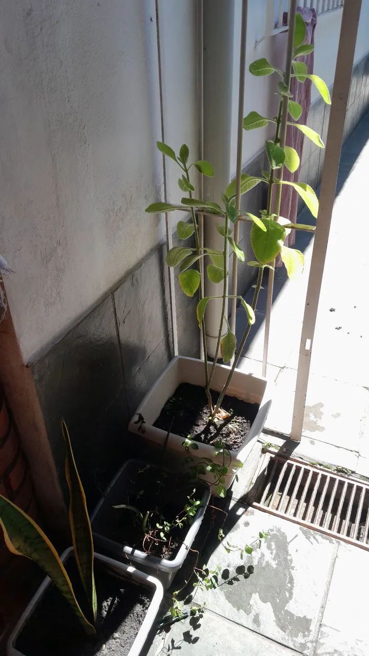 Imperdível, são várias plantas a venda - Foto 5